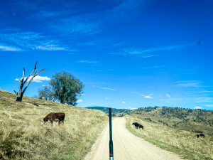Murray River Road